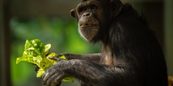 Bits&Atomen: Na het afscheid van de apen zijn we niet gestopt, we evolueren nog steeds