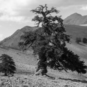 Een dag uit het leven van de oudste boom van Europa