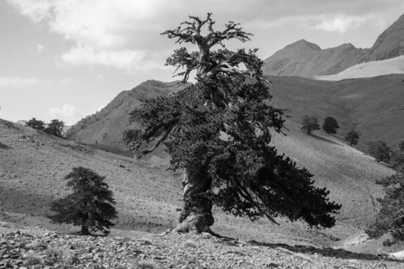 Een dag uit het leven van de oudste boom van Europa 