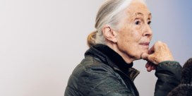 Jane Goodall richt zich in videoboodschap tot minister Weyts: ‘Breng resterende dolfijnen naar zeereservaat’