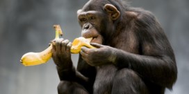 Waarom zien we chimpansees zo vaak bananen eten?