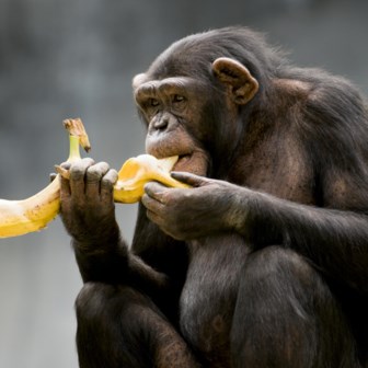 Chimp met banaan. 