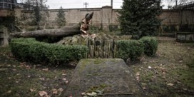 Londen rouwt om een boom die bomvol verhalen zat