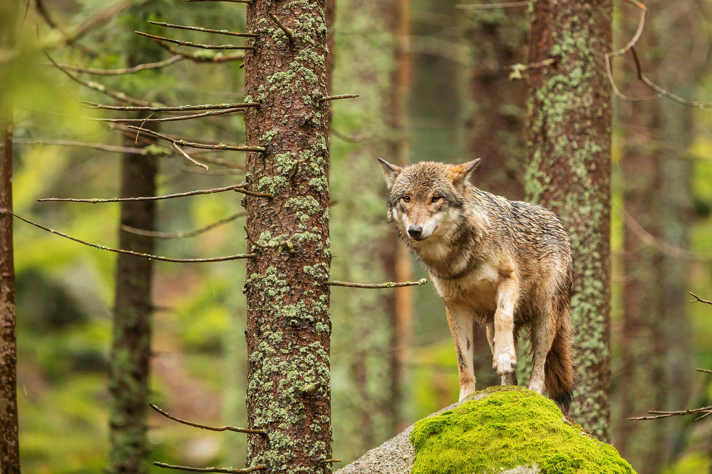 В Швеции открывается охота на волков: «катастрофически для всей экосистемы»