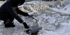 Tientallen meeuwen vriezen vast tijdens uitzonderlijke sneeuwstorm
