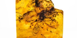 Bijna veertig miljoen jaar oude bloem bleef uitzonderlijk goed bewaard