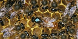 Een beetje goed nieuws voor de bijen: vaccin helpt tegen dodelijke ziekte