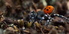 Zeldzame spinnenseks en trompetterende kraanvogels: de favoriete fragmenten van de maker van ‘Onze natuur’