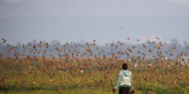 Kenia verklaart oorlog aan vogels die velden kaalplukken