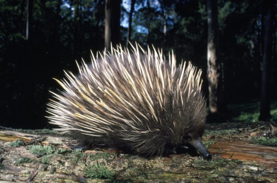 Australian echidnas cool themselves with their snot bubbles