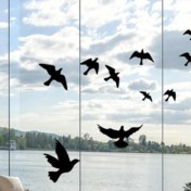 Hoe voorkom je dat vogels zich te pletter vliegen tegen het raam? ‘Het kan al met enkele simpele ingrepen’
