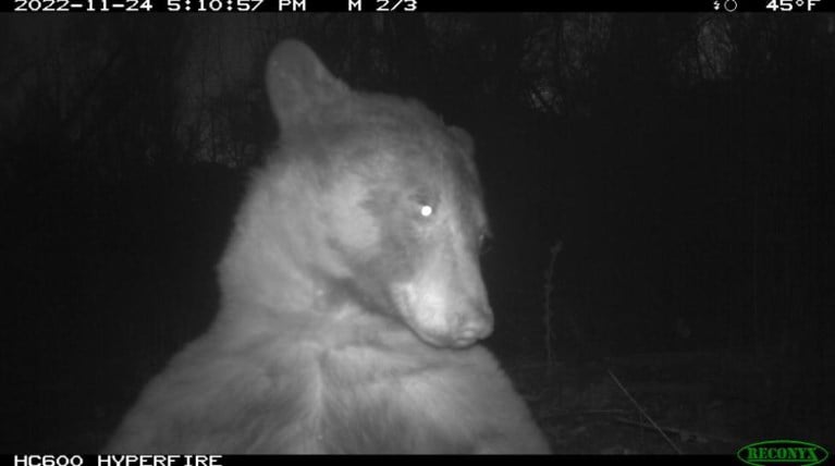 L'orso si mette in posa per i selfie