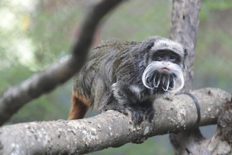 Verschillende incidenten met dieren voeden mysterie in de zoo van Dallas