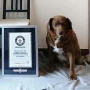 Bobi breekt record van oudste hond ter wereld