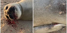 Opnieuw zeehond doodgebeten door hond in Oostende