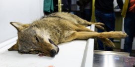 Opnieuw een wolf doodgereden in Limburg
