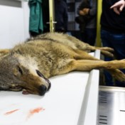 Opnieuw een wolf doodgereden in Limburg