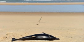 ‘Massacre’ voor Franse kust: uitzonderlijk hoge dolfijnensterfte