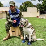 ‘Heldenhonden’ helpen mensen opsporen in Turkije