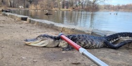 Alligator ‘Godzilla’ gered uit vijver in New York