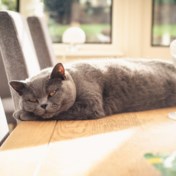 Britse regering overwoog aan begin van coronapandemie om alle katten te laten inslapen