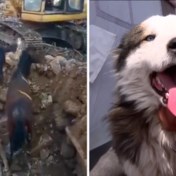 Drie weken na aardbeving: paard en husky levend vanonder puin gehaald