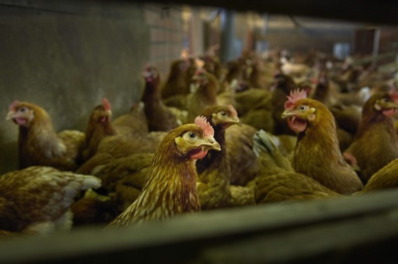 Moeten we ons door de vogelgriep zorgen maken over een nieuwe pandemie?