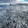 Voor de Noorse kust ligt het water vol met dode haringen, door een vissersboot waarvan de netten het hadden begeven.