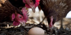 Verdubbeling eierprijs kost consument 6 euro