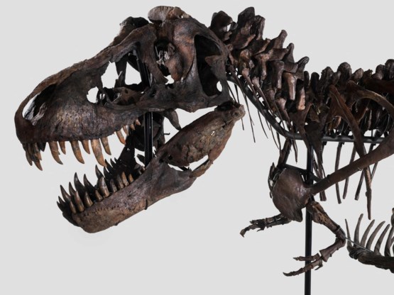 A first for Europe: Tyrannosaurus rex under the hammer
