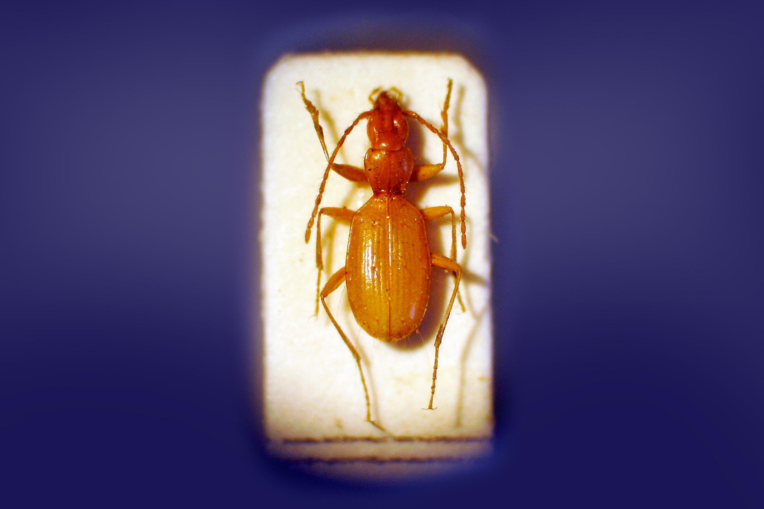 Wat als een diersoort naar een 'foute man' genoemd is? | De Standaard Mobile