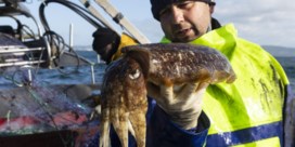 Inktvis uit de Noordzee razend populair