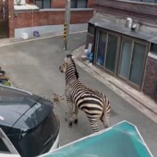Zebra ontsnapt uit zoo en doolt door straten van Seoel