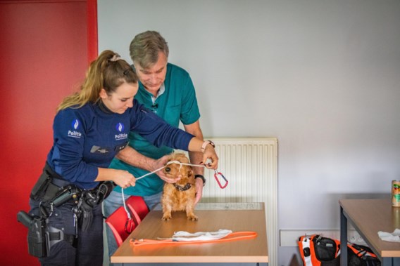 Leuvense politie krijgt lessen EHBO voor dieren: ‘Meer dan 1.000 oproepen per jaar, maar wij zijn geen dierenarts’