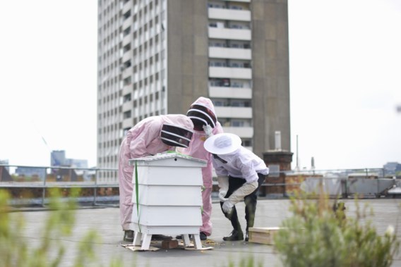‘Deurmat’ van bijen vertelt of er ziektes door de stad waren