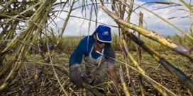 Biobrandstoffen groen? ‘Grote sociale en ecologische problemen’, zegt Oxfam
