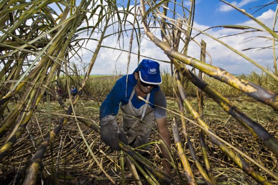Biobrandstoffen groen? ‘Grote sociale en ecologische problemen’, zegt Oxfam
