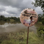 Verhuizing nijlpaarden Pablo Escobar kost 3,5 miljoen dollar