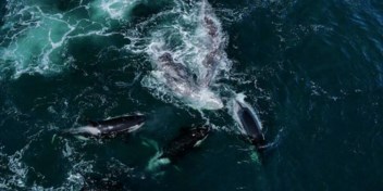 Orka’s voeren urenlange ongewone aanval uit op twee grijze walvissen