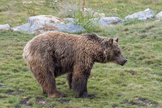 Итальянский молодой человек был убит медведем во время пробежки
