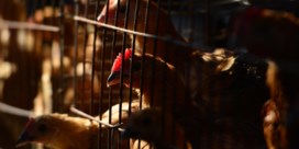 Vogelgriepdode in China, maar ‘risico op internationale spreiding is klein’