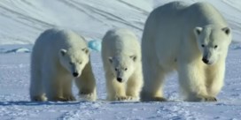 Beroemde ijsbeer Frost opgejaagd en nadien verdronken