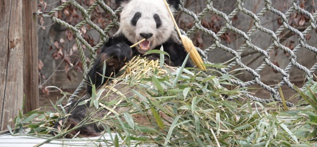 Bye bye Ya Ya. Hoe een panda symbool staat voor de verslechterde betrekkingen tussen de VS en China