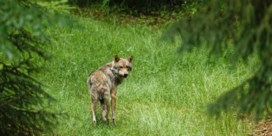Wolf vogelvrij in Beieren, volgen ook andere regio’s?