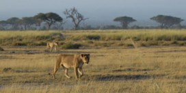 Opnieuw zes leeuwen gedood in Kenia