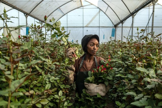 “Why Supermarket Roses Are Cheaper Than Florist Roses: The Fairtrade Label and African Farmers”