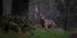 Wolf gespot in West-Vlaanderen