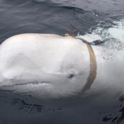 Vermoedelijke ‘spionwalvis’ duikt op voor Zweedse kust