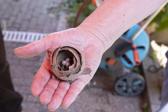 Beware of Asian Hornet Attacks While Shaving Hedges, Warns Flemish Bee Institute