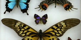 Motten en vlinders, een verschil van dag en nacht (en 200 miljoen jaar)